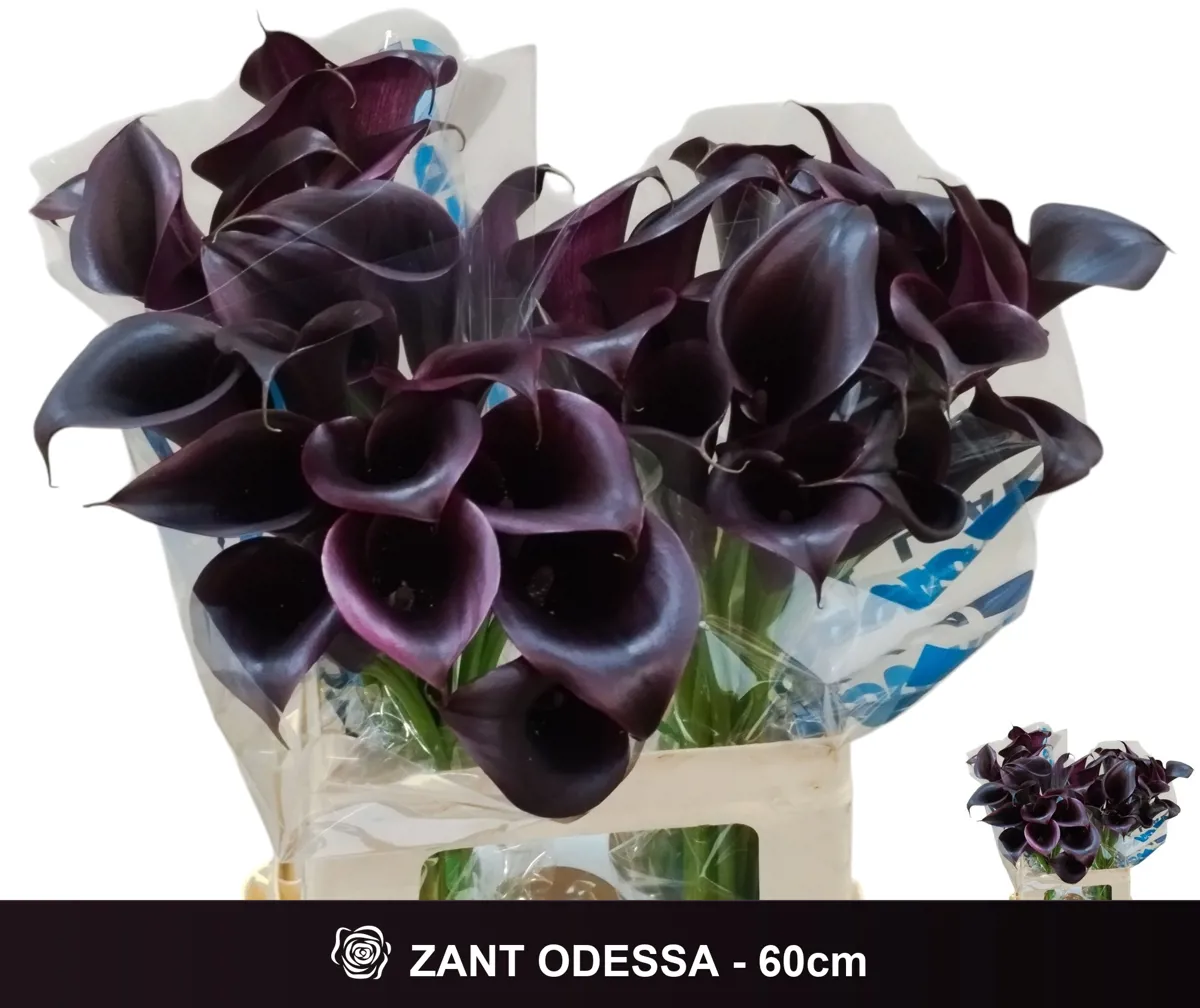İthal Zantedeschia Odessa (Gala-10dal-60cm) - Ürün Görseli 1