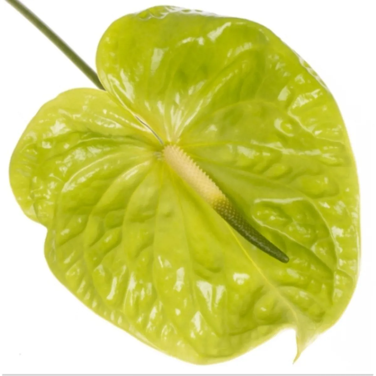 Ürün görseli