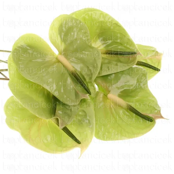Ürün görseli 2