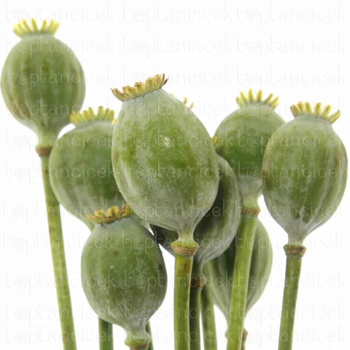 İthal Papaver SOM Zaaddozen (50cm-10dal) - Ürün Görseli 1