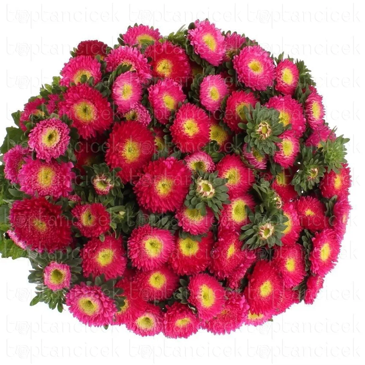 Aster Fuşya (Saraypatı) - Ürün Görseli 1