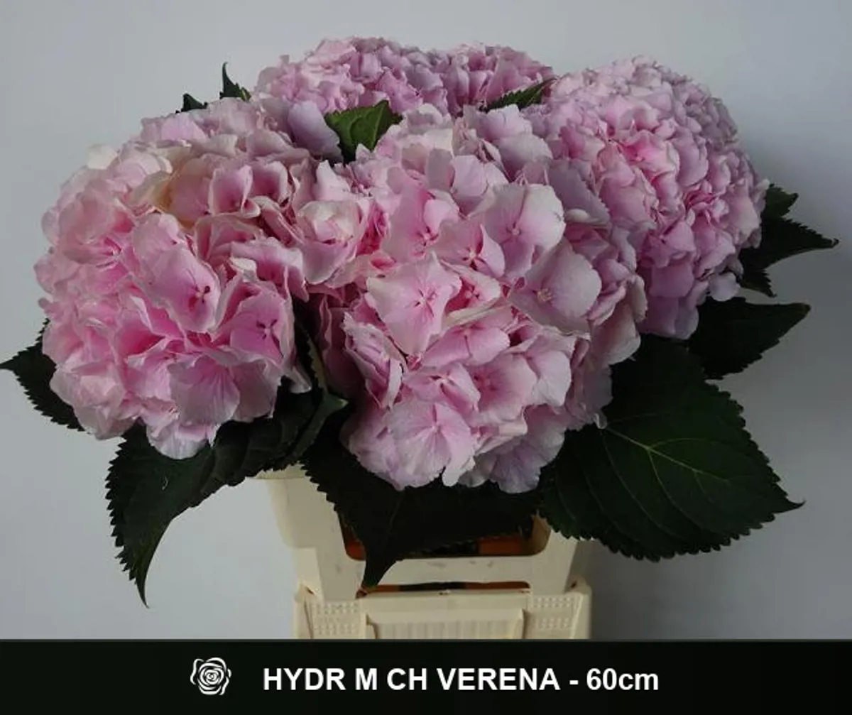 İthal Hydrangea M Verena (Ortanca-5 dal-60cm) - Ürün Görseli 1