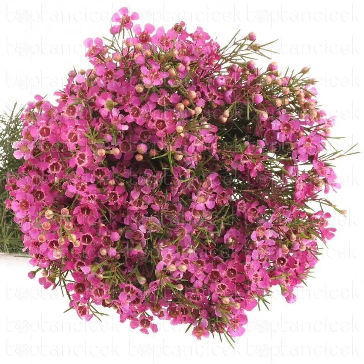 İthal Chamelaucium Sarahs Delight (Wax-60 cm-25dal) - Ürün Görseli 1
