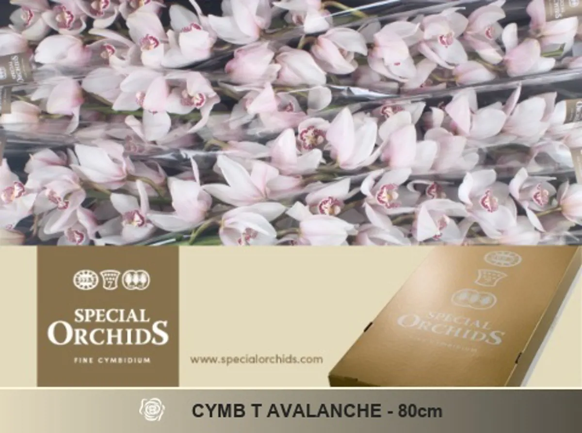 İthal Cymbidium T Avalanche (1 dal-80 cm) - Ürün Görseli 1