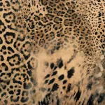 FELINO 02