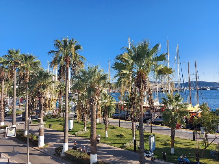 Mavi yolculuğun sonunda Bodrum marinası ve palmiyeli sahil yolu